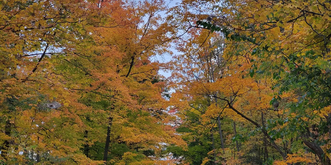 A wooded trail through autumn colour in Guelph